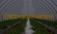 石榴花对家居环境的影响